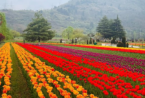 Asia's largest tulip garden in full bloom, ready to welcome tourists this weekend