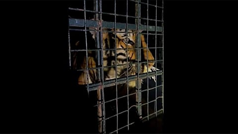 Tranquilised tiger