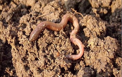 Earthworm