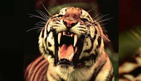 Tiger - Representative image