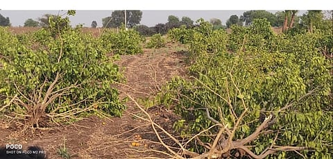 Farmer forced to cut down 300 sweet lime trees amid water shortage in Chhatrapati Sambhajinagar 