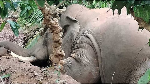 Electrocuted wild elephant