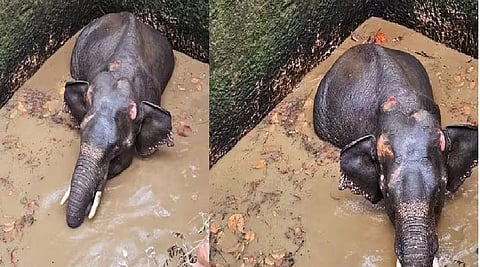Wild elephant falls into well in Kerala, rescue efforts on  