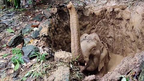 The rescued wild elephant, near the forested areas of Kothamangalam, Kerala