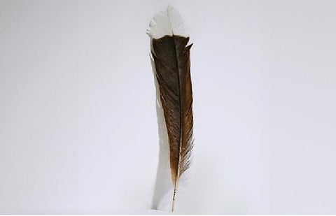 New fossil brings us a step closer to unravelling the mystery of feather evolution 