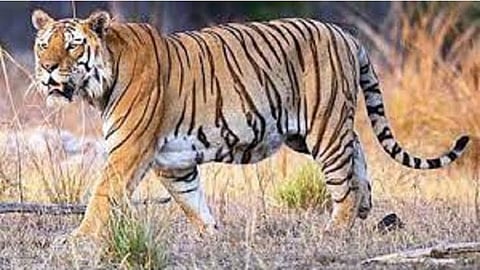 Tiger census