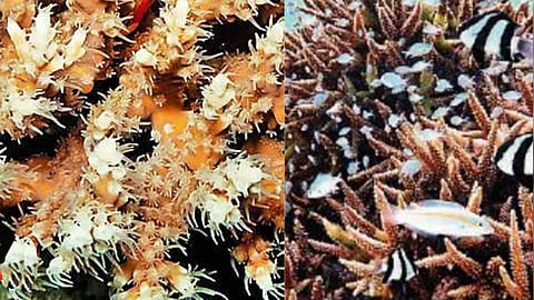 Marine coral in Lakshadweep sea