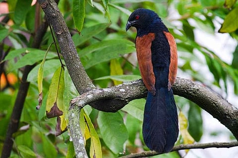 Bird -  Thane's Yeoor hills 