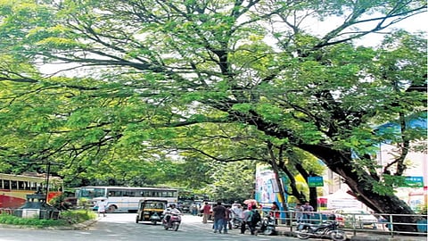 Trees along the roadsides of Kerala