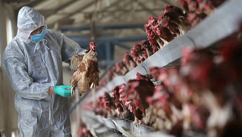 Bird flu confirmed in Alappuzha; 5,961 birds to be culled 