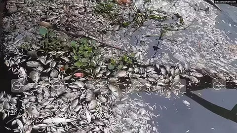 Fish death in the Priyar river