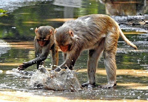 monkeys