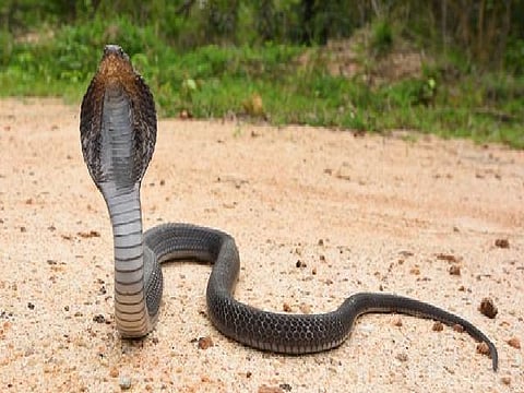 cobras