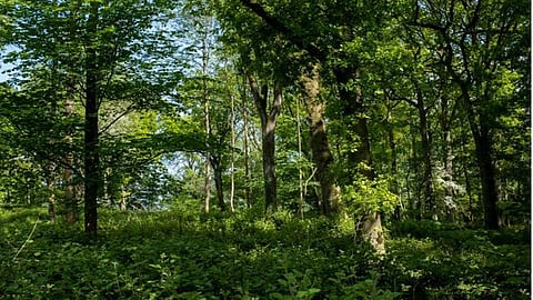 Tree bark absorbs methane gas - a new finding to tackle climate change