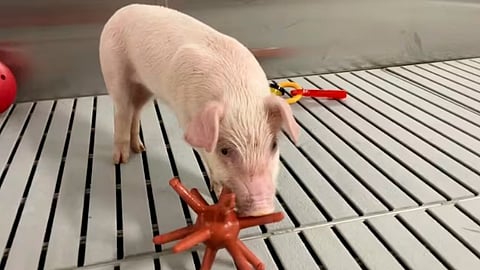 Meet some of the world's cleanest pigs, raised to grow kidneys and hearts for humans