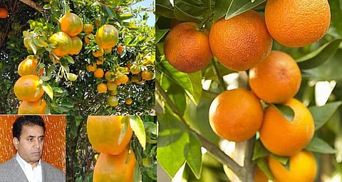 Centre, state govt must take appropriate steps on orange, sweet lime export : Ex-minister Deshmukh   