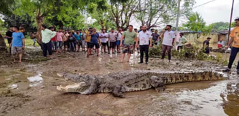 Gujarat rains: 24 crocodiles rescued from Vadodara's residential areas between Aug 27-29