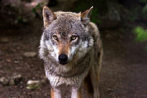 wolves 