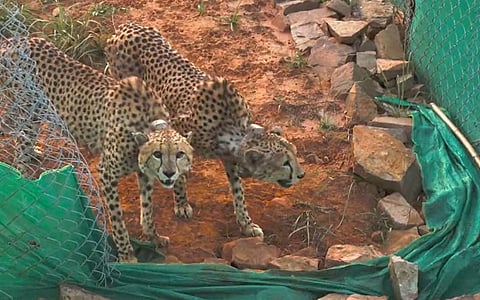 After sudden cheetah deaths in Kuno, Centre turned to Reliance's wildlife facility for help 