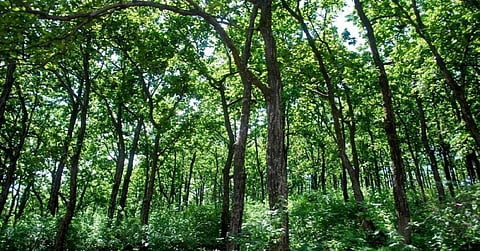 Centre sanctions 111 urban forests in 100 days of new govt