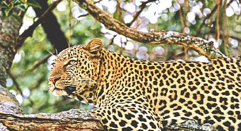 Leopard terrifies Udaipur villages, kills 7 within fortnight