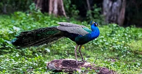 Peacock sighting at 6,500 feet in Uttarakhand unusual, say experts 