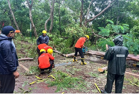 NDRF, ODRAF teams start removing uprooted trees  
