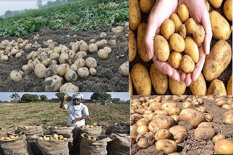 Potato