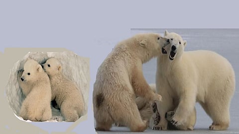 Polar bear