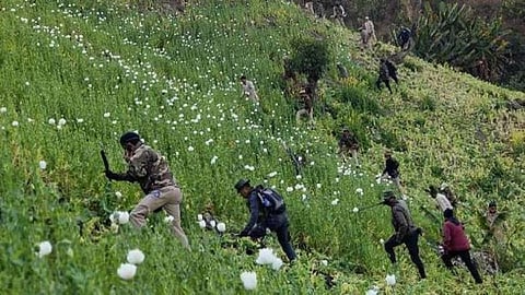 55 acres of illegal poppy cultivation destroyed in Manipur's Ukhrul   