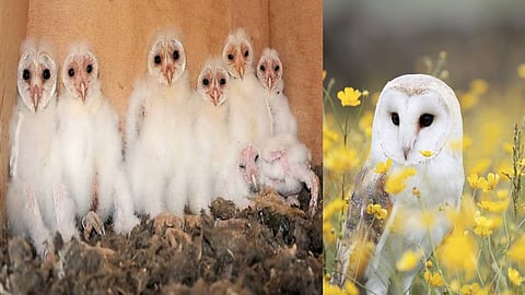 Barn owl
