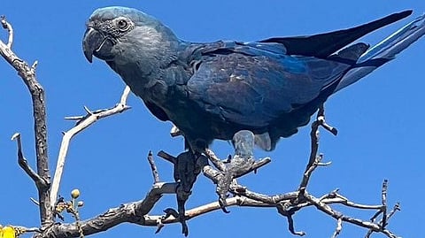 41 Spix’s Macaws Reintroduced to Brazil in Historic Conservation Effort