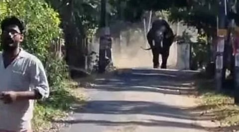 Man killed after elephant runs amok at temple festival