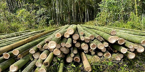  The Tripura government has taken up a five-year plan to expand the bamboo production area exclusively for industrial use by nearly 100 times to 45,000 hectares of land, a senior official said.