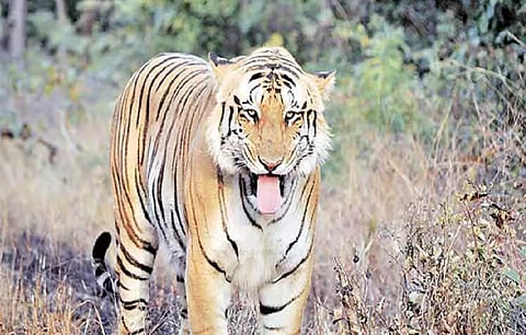 A two-year-old tigress that strayed into a village in the buffer zone of Dudhwa Tiger Reserve and attacked two villagers was allegedly killed by locals on Wednesday, officials said.