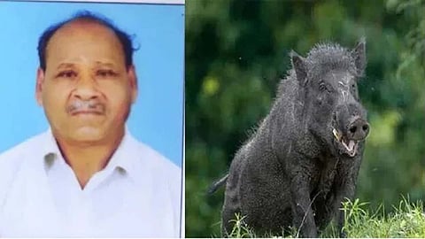 A 70-year-old farmer was killed in a wild boar attack in Panoor, near Kannur
