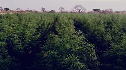 Cannabis over 9.49 acres destroyed in Maharashtra's Dhule district