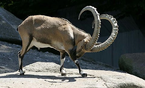 Himalayan Ibex shot by poachers rescued, four arrested in Ladakh 