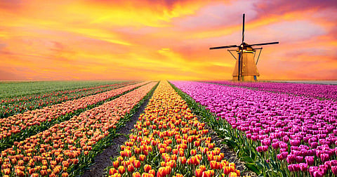 Nestled among tulip fields not far from Amsterdam, the world-famous Keukenhof garden has opened for the spring, welcoming camera-wielding visitors to its increasingly selfie-friendly grounds.