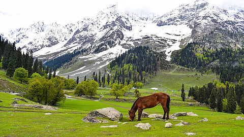 Avoiding horse ride at Pahalgam saved our lives