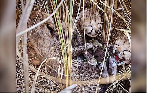 Five new Cheetah cubs born in MP's Kuno Park