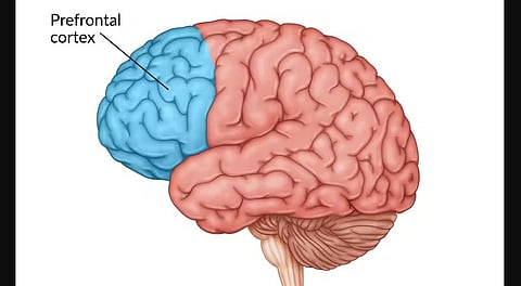 Human brain