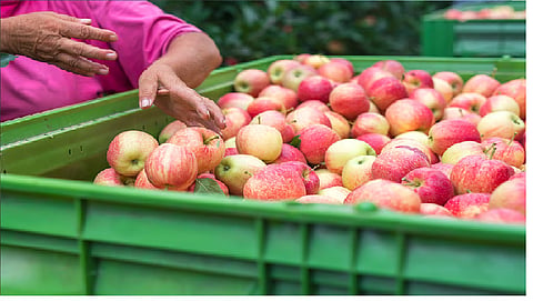 Turkish apples