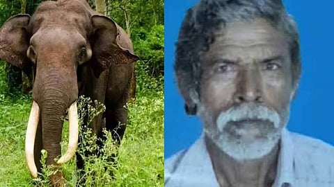 Elderly man killed in wild elephant attack in Palakkad