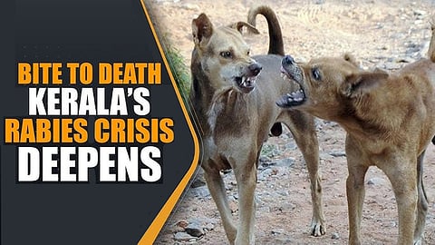 Boy bitten by stray dog dies in Kerala 