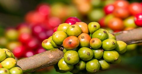 Wayanad Coffee