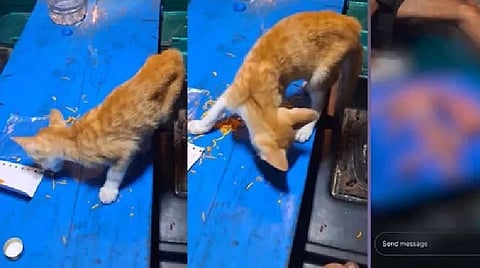 Man held for killing cat, posting video on Instagram 