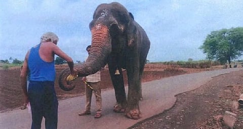 Elephant Madhuri  