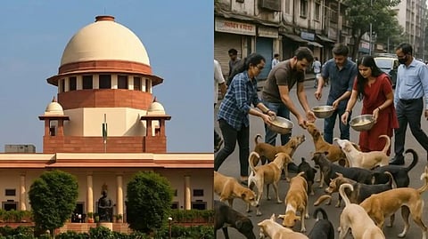 Canines can be released after sterilisation