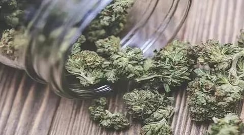 Cannabis